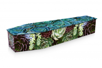 Succulents of Colour